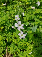 Oxalis incarnata