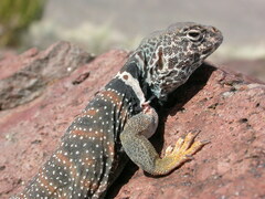 Crotaphytus bicinctores