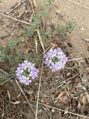Glandularia tenera