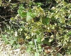 Rumex induratus