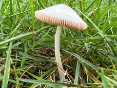 Volvariella