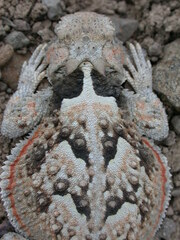 Phrynosoma platyrhinos