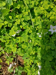 Oxalis incarnata