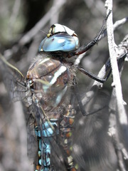 Rhionaeschna californica