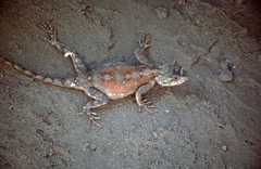 Agama aculeata