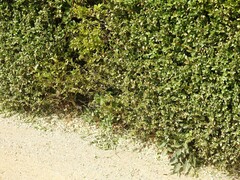 Rumex induratus