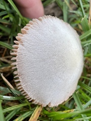 Volvariella