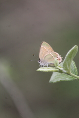Callophrys xami