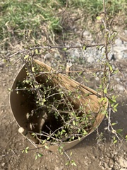 Coprosma propinqua