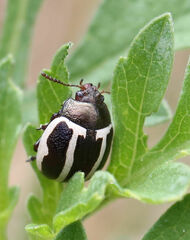 Zygogramma suturalis