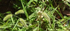 Setaria verticillata