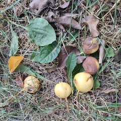 Pyrus