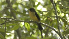 Trichothraupis melanops