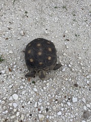 Gopherus berlandieri