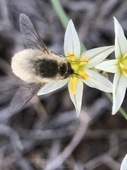 Bombyliinae