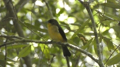 Trichothraupis melanops