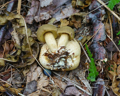 Pseudoboletus parasiticus