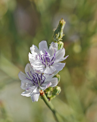 Stephanomeria diegensis