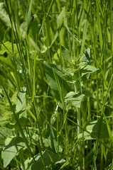 Campanula bononiensis
