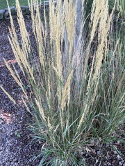 Calamagrostis stricta
