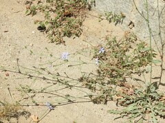 Lactuca tenerrima