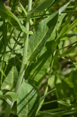 Campanula bononiensis
