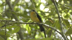 Trichothraupis melanops