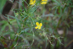 Ludwigia