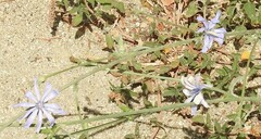 Lactuca tenerrima