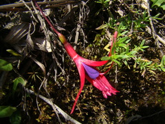 Fuchsia regia