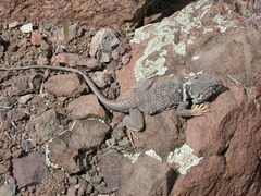 Crotaphytus bicinctores