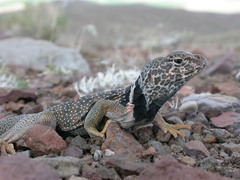 Crotaphytus bicinctores