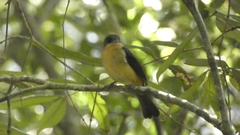 Trichothraupis melanops