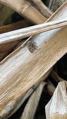 Habronattus coecatus