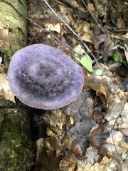 Cortinarius