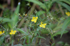 Ludwigia