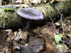 Cortinarius