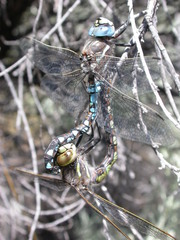 Rhionaeschna californica