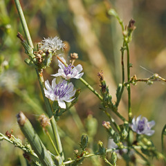 Stephanomeria diegensis