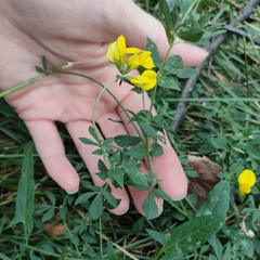 Lotus corniculatus