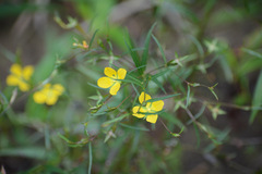 Ludwigia