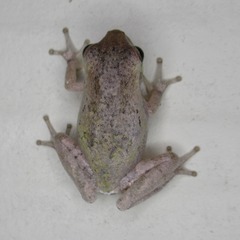 Hyla femoralis