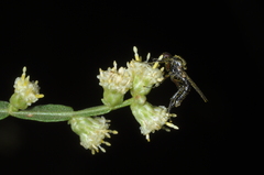 Bibionidae