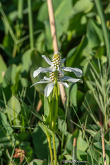 Anemopsis californica