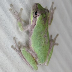 Hyla femoralis