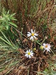 Chaetopappa ericoides