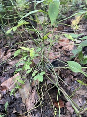 Equisetum sylvaticum