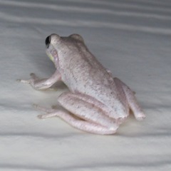 Hyla femoralis