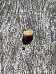Scleroderma areolatum