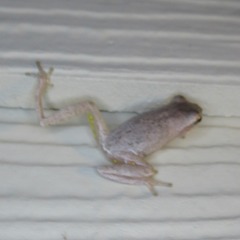 Hyla femoralis